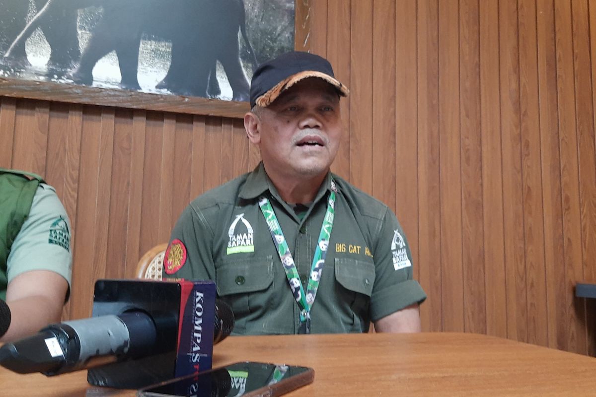 Rifa'i (66), mantan pemain sirkus Oriental Circus Indonesia (OCI), masih setia bekerja di Taman Safari Indonesia (TSI) Bogor. Dalam wawancara di TSI, Kamis (25/4/2025), Rifa'i membantah adanya penyiksaan pemain sirkus OCI.