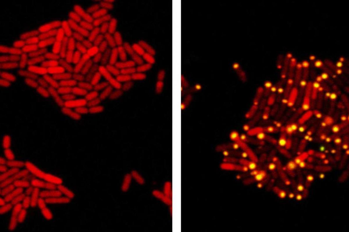 Koloni E.coli mengaktifkan sinyal molekuler (kuning) sebelum dibunuh oleh virus.