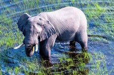 Satu Keluarga Tewas dengan Luka Sayat di Situbondo, Polisi: Masih Diselidiki