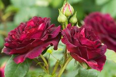5 Trik Merawat Bunga Mawar agar Sehat, Subur, dan Berbunga Besar