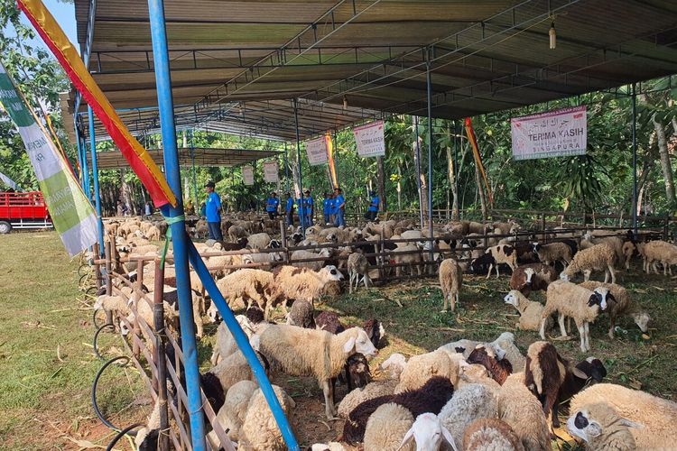 Ribuan ekor domba bantuan warga Singapura, yang diberikan kepada warga Gunungkidul. Lokasi pembagian di lapangan Kwarasan, Kapanewon Nglipar. Senin (17/6/2024)