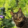 Hati-hati, 5 Tanaman ini Beracun untuk Kucing