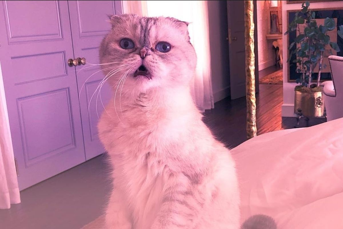 Kucing Scottish fold bernama Olivia benson milik penyanyi Taylor Swift menjadi salah satu hewan peliharaan terkaya di dunia.