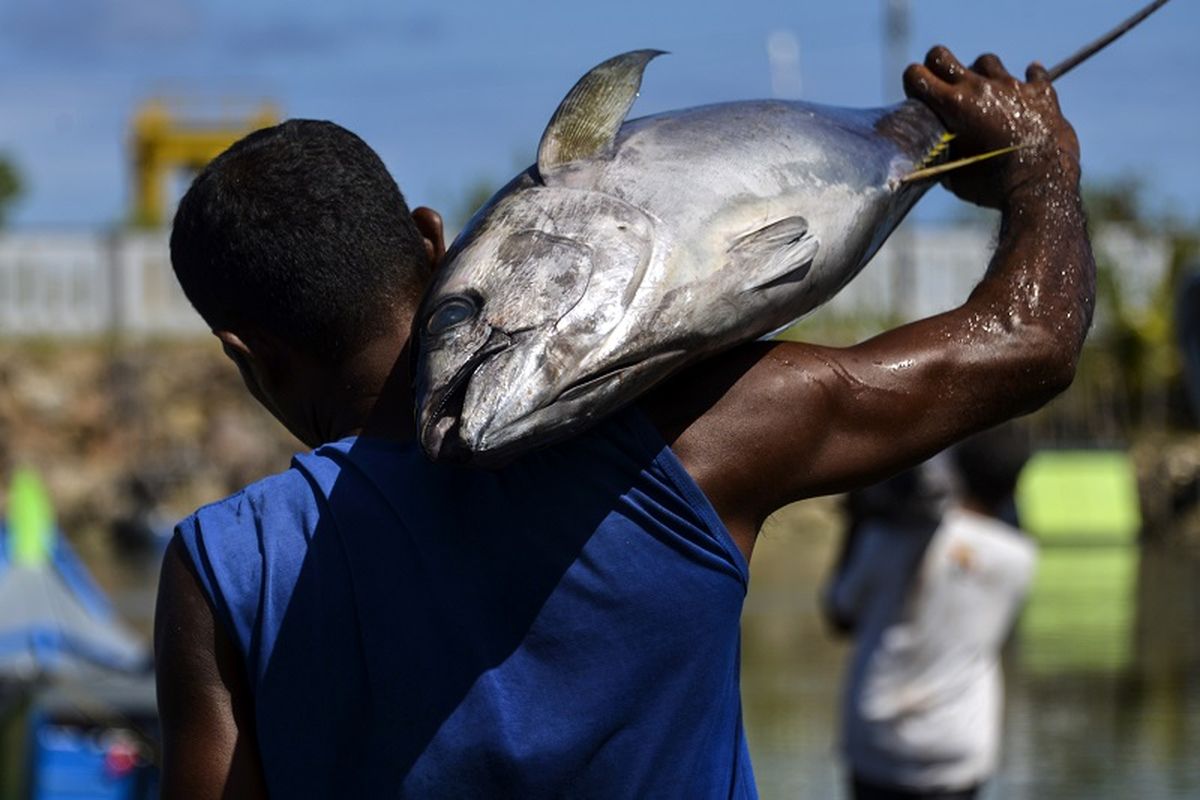 Seorang nelayan di Banda Aceh membawa ikan tuna sirip kuning hasil tangkapannya.