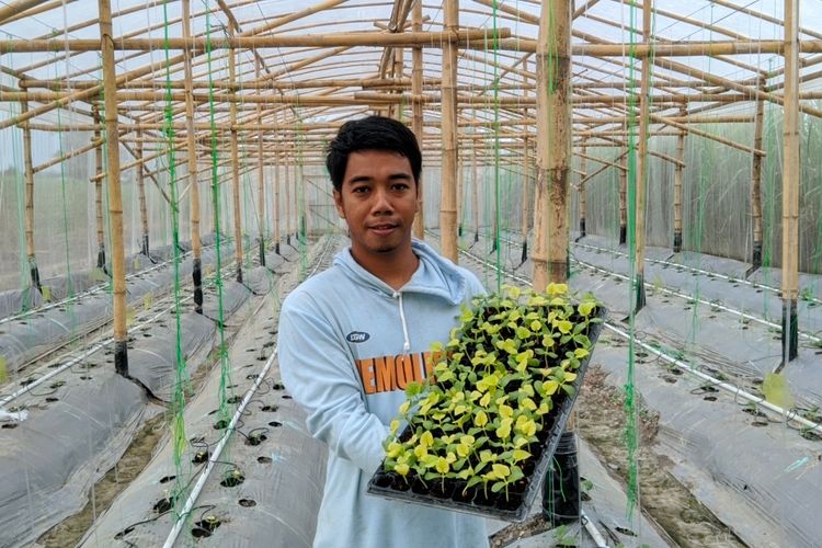 Cerita Budi, Gen Z yang Pilih Cangkul daripada Berdasi, Sukses Bangun Greenhouse Melon