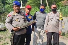Anakan Buaya Ditemukan di Sungai Cirebon, Warga Khawatir Masih Ada 2 Indukan