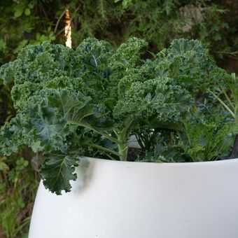 Ilustrasi sayuran kale, menanam kale di pot. 