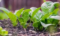 Petani Lebak Sulap Sawah Kering Jadi Ladang Sayur, Omzet Rp 15 Juta Per Bulan