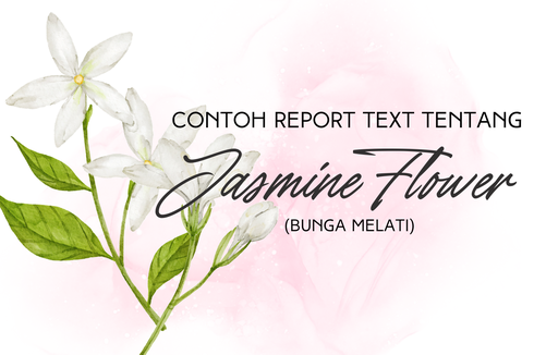 Contoh Report Text tentang Jasmine Flower dan Terjemahannya