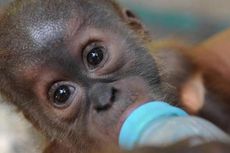 Memasak Orangutan, 3 Warga Pontianak Jadi Tersangka