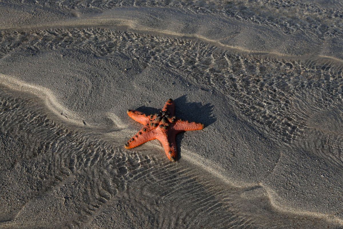 Bintang laut terlihat di permukaan di Pulau Pasir, Lombok Timur, NTB, Sabtu (3/8/2019). Pulau Pasir ini akan terlihat pada sore hari saat air laut surut.