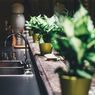 8 Tanaman Hias yang Cocok Diletakkan di Dapur, Ada yang Bisa Dimakan