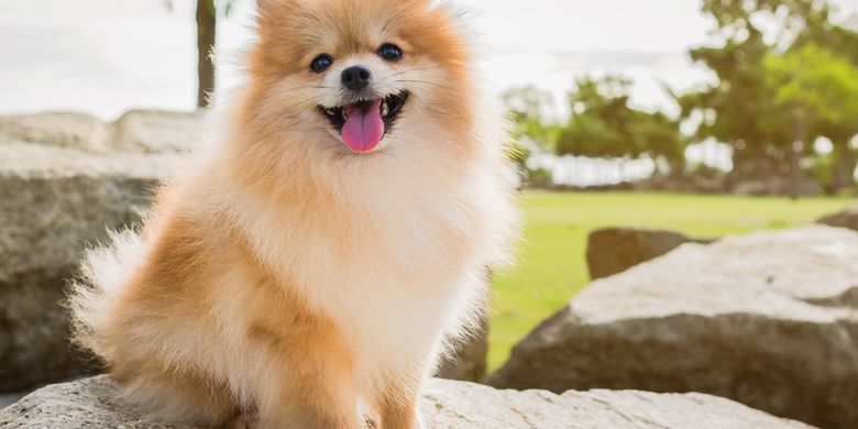 7 Ras Anjing yang Mirip Pomeranian, Lucu dan Menggemaskan Halaman all -  Kompas.com