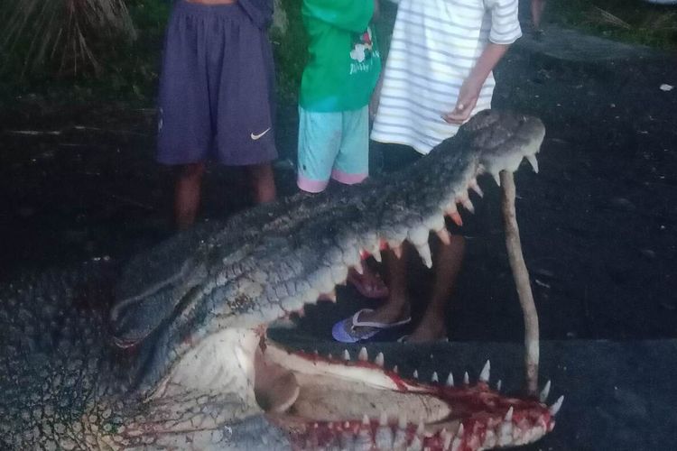 Warga desa Tananahu, kecamatan Elpaputih, kabupaten Maluku Tengah menangkap seekor buaya muara sepanjang kurang lebih empat meter di pantai desa tersebut, Jumat (27/1/2023)