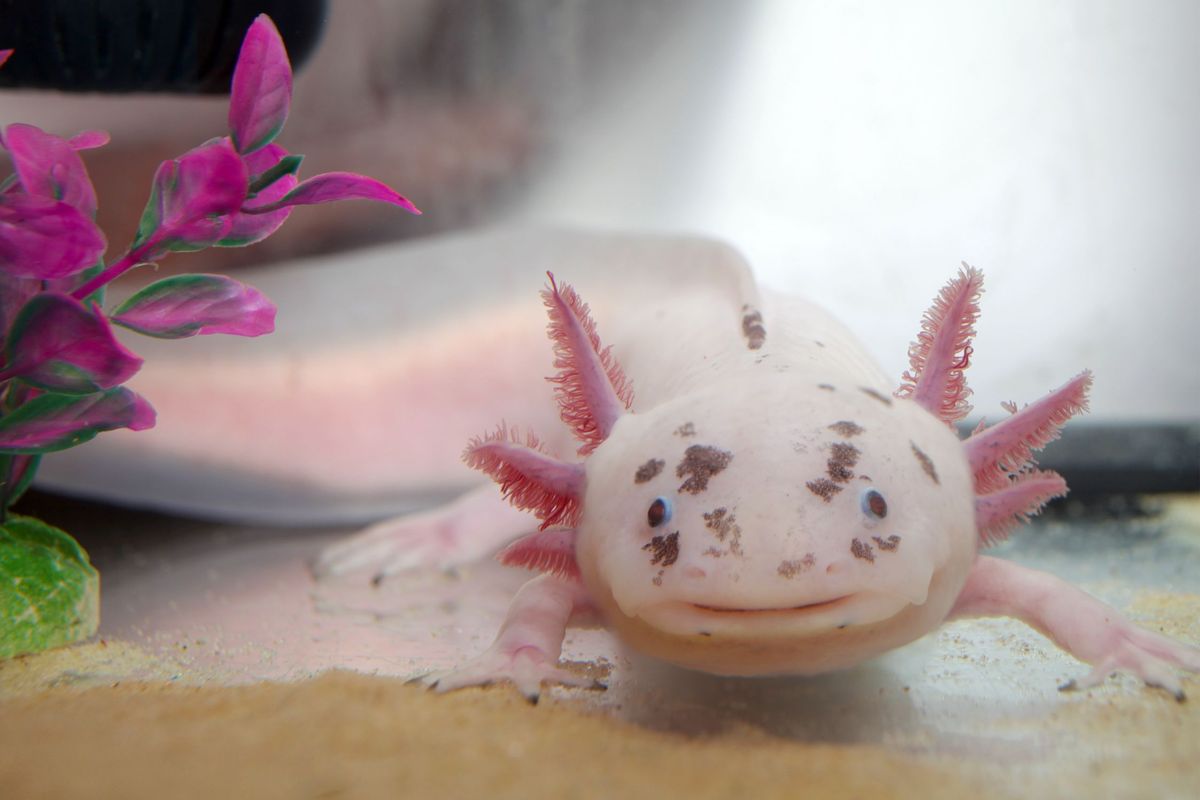 Axolotl adalah contoh hewan amfibi yang ada di sekitar kita.