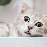 5 Arti Bentuk dan Gerakan Mata Kucing yang Perlu Diketahui