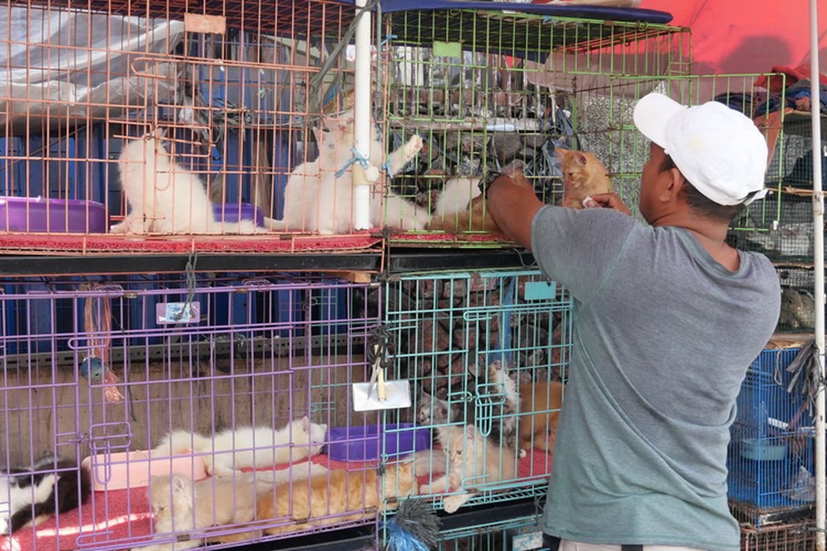 Ilustrasi kucing dijual di pasar.