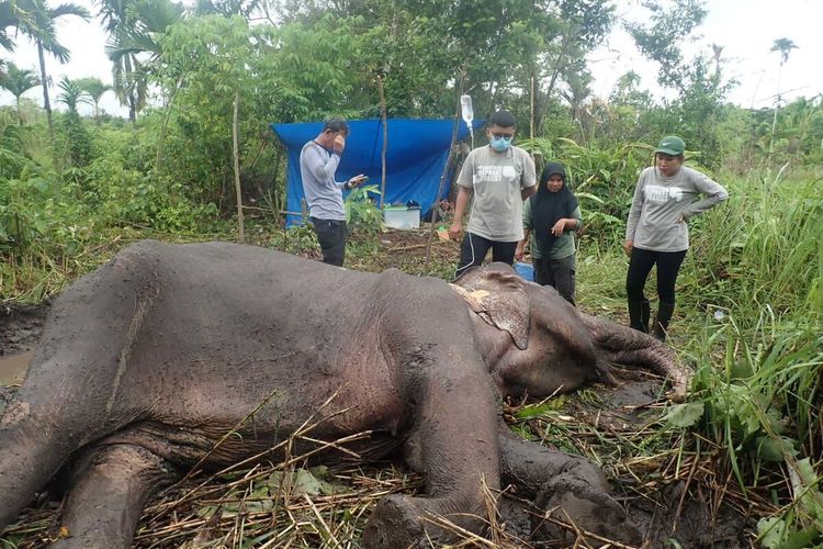 Tim medis dari BKSDA Aceh dan PKSL FKH Unsyiah saat melakukan neokropsi terhadap bangkaigajah liar betina yang ditemukan mati di wilayah hutan Desa Lamtamot, Kecamatan Lembah Seulawah, Kabupaten Aceh Besar. Selasa (01/02/2022)