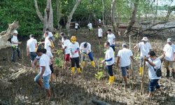 Mitigasi Perubahan Iklim, PLN Batam Tanam 500 Bibit Mangrove