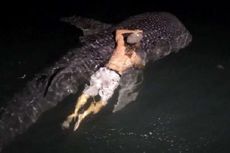 Nelayan Asal Darwin Berenang di Punggung Ikan Hiu 5 Meter