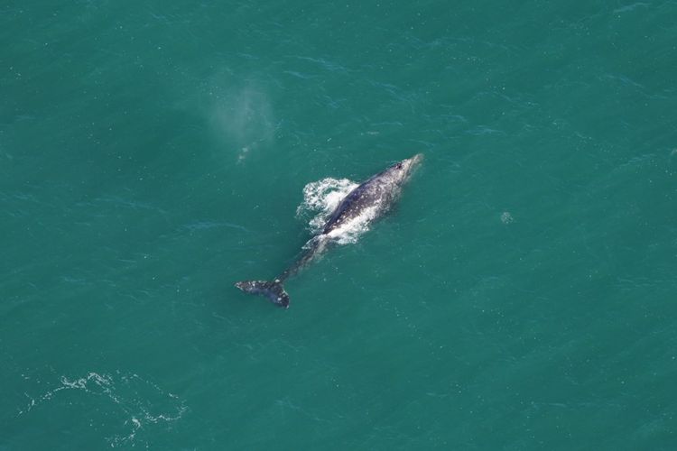 Penampakan paus abu-abu di lepas pantai Massachusetts, AS (1/3/2024).