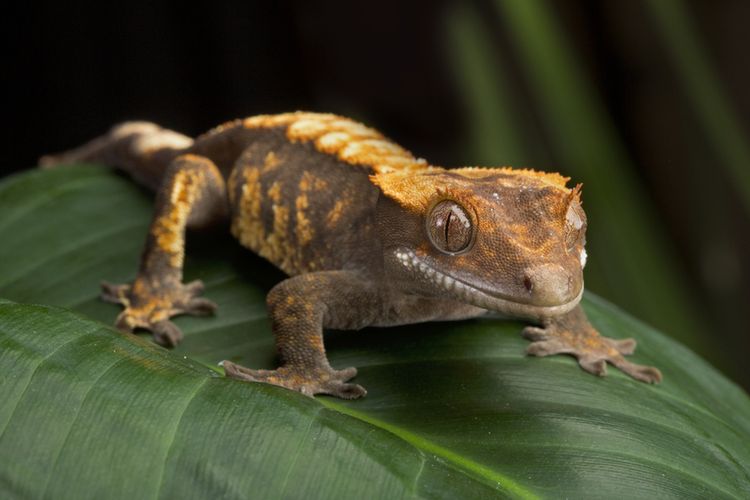 Crested gecko atau tokek berjambul