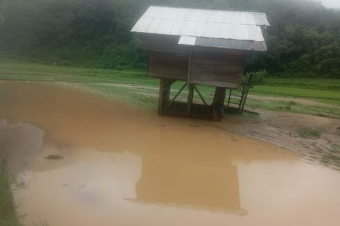 Banjir, 4 Jembatan di Krayan Rusak Parah, 54 Hektar Sawah Gagal Panen