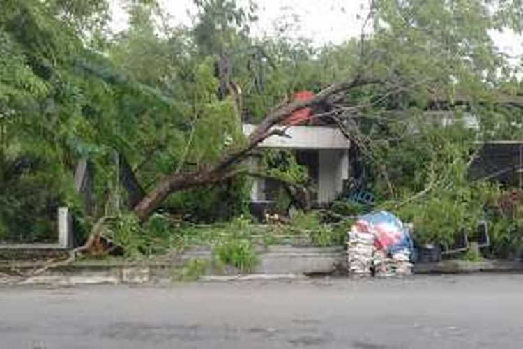 Sebuah pohon tumbang dan menimpa bangunan akibat hujan dan angin ribut di Kota Solo, Kamis (6/10/2016) 