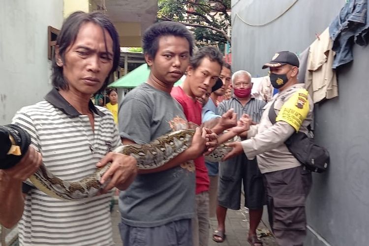 Warga membentangkan ular sanca kembang yang ditemukan usai hujan di dalam selokan permukiman warga, Selasa (9/3/2021) malam. (Istimewa)