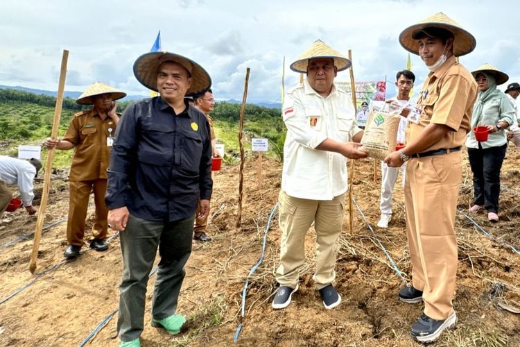 Kementerian Pertanian (Kementan) melalui Direktorat Jenderal Perkebunan (Ditjenbun) menggencarkan penanaman padi gogo pada lahan perkebunan kelapa sawit melalui program Kelapa Sawit Tumpang Sari Tanaman Pangan (Kesatria) bersama Kelompok Tani Bhineka Tunggal Ika II, Desa Tajur, Kecamatan Long Ikis, Kabupaten Paser, Kalimantan Timur (Kaltim), Selasa (19/3/2024).
