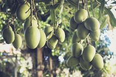 Tips Mengendalikan Hama di Pohon Mangga Tanpa Pestisida