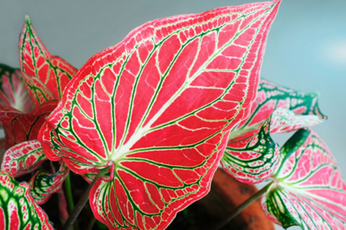 Tanaman Caladium bicolor atau keladi merah.
