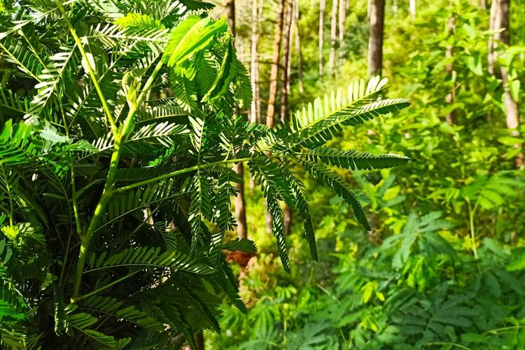 Ilustrasi tanaman kaliandra. 