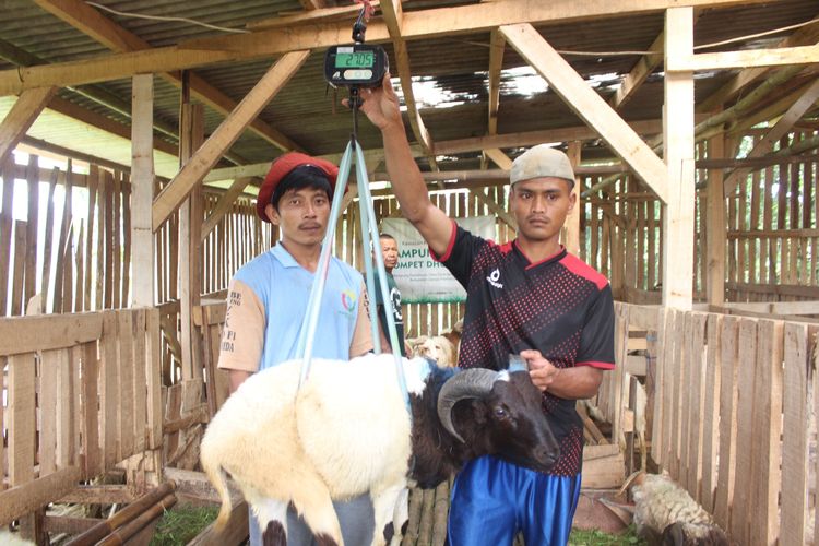 Peternak sedang menimbang bobot kambing dalam kegiatan menjelajah Sentra Ternak Dompet Dhuafa di Desa Cikondang, Kecamatan Cibeber, Kabupaten Cianjur, Jawa Barat (Jabar), Senin (5/6/2023).
