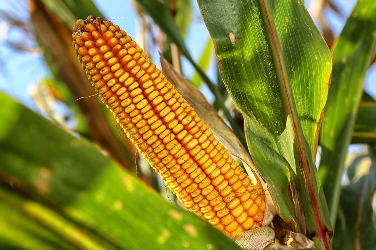 Ilustrasi jagung, tanaman jagung. 