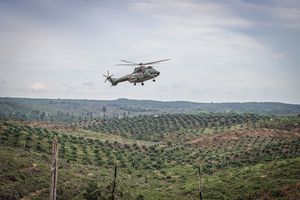 Guru Besar IPB Sebut Kebun Sawit di Sumatera Bisa Jadi Hutan Kembali