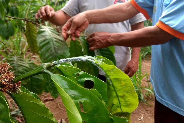 Ribuan tanaman kopi milik petani di Magetan diserang kutu loncat dan cabuk yang membuat hasil kopi petani menurun hingga tnggal seperlima dari hasil panen normal.