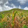 Pasokan Jagung Dalam Negeri untuk Industri Pangan Masih Rendah