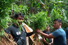 Setelah Ditemukan 10 Hektar Ladang Ganja, Hutan di Cianjur Disisir Polisi