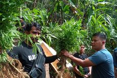 Kasus 10 Hektar Ladang Ganja di Cianjur, Penanamnya Ditangkap