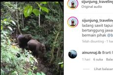 Langka, Puluhan Tahun Tak Terlihat, Gajah Sumatera Kembali Muncul di Sumbar