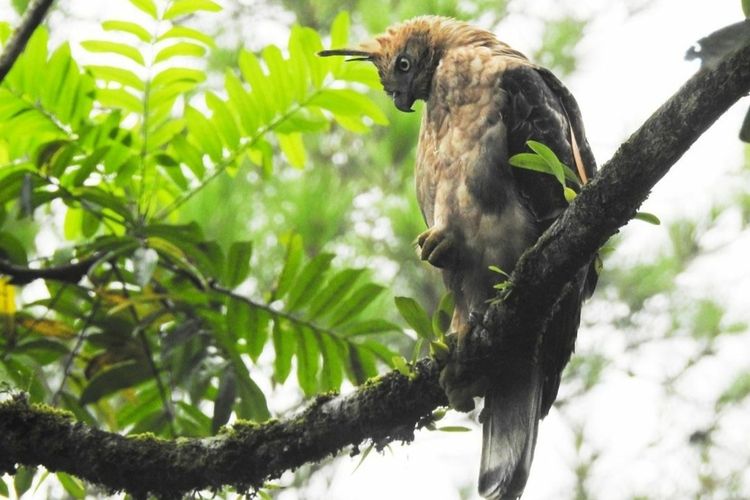 Elang jawa yang dilepas liarkan di Kawasan Taman Nasional Bromo Tengger Semeru, Rabu (18/8/2021).