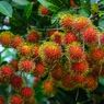 Musim Rambutan Jatuh di Bulan Apa? Ini Jadwal Panen Buahnya!