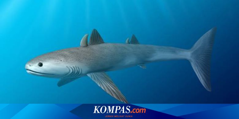 マグロからウコギザメまで、1800年前のミクロネシアの祖先の食生活が明らかに