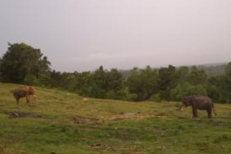 Neloson dan Dino, dua gajah jinak di Pusat Latihan Gajah, Sebelat, Kabupaten Bengkulu Utara, Provinsi Bengkulu.