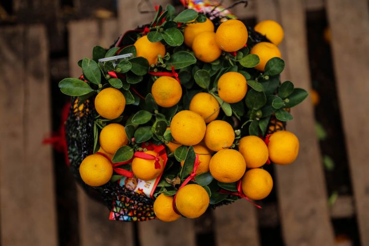 Pohon jeruk Kim Kat atau jeruk imlek di Kavling DKI, Meruya, Jakarta Barat, Senin (28/1/2019). Jeruk Kim kat ini langsung didatangkan dari Kota Guangzhou, China untuk perayaan tahun baru Imlek bagi warga keturunan Tionghoa.