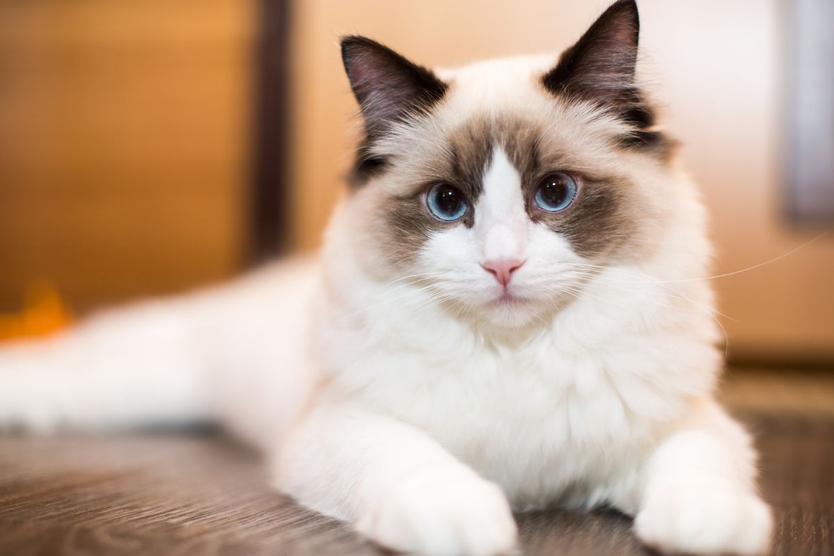 Ilustrasi kucing Ragdoll.