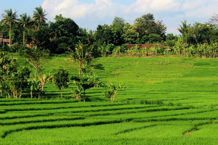 Terasering di Desa Pendoworejo, Yogyakarta.