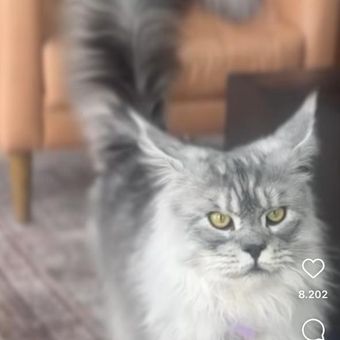 Mr. Pugsley Addams, seekor kucing Maine coon abu-abu, memenangkan rekor sebagai kucing domestik dengan ekor terpanjang, yakni 46,99 sentimeter, dari Guinness World Records. 