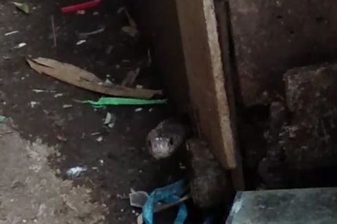 Ular Kobra Jawa Sepanjang 1,5 Meter Ditemukan di Dalam Tong